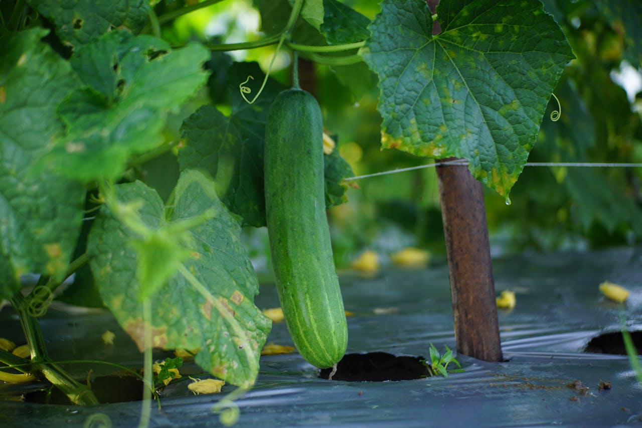 Close-up of a ripe cucumber hanging on the vine in a lush greenhouse setting.